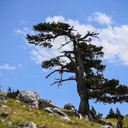 La Sentinella Отель типа 