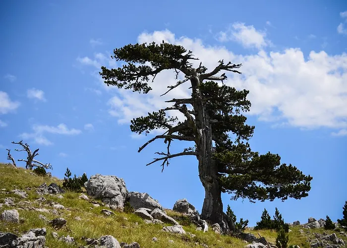 La Sentinella Frühstückspension